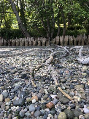 Tree branch reaching to the water.