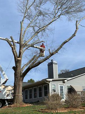 Porterfield Tree