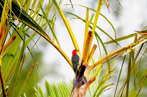 red-bellied woodpecker