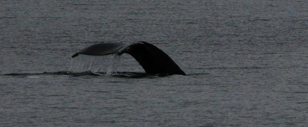 Whale off Alaska Chichagof Dream  September 2017