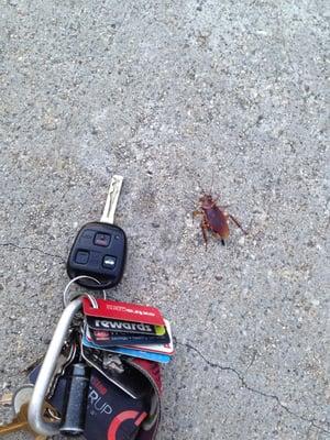 Laying in the Parking Lot