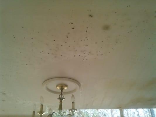 Mold in the dinning room of one apartment.