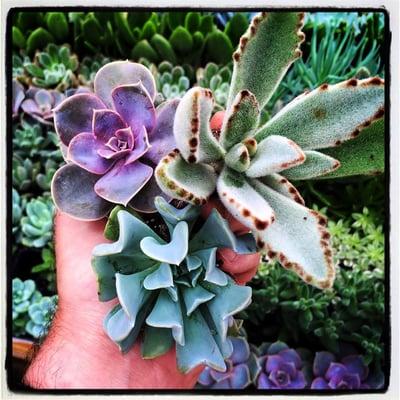 One of our vendors, Southeast Succulents offers premium quality cactus and succulents...locally-grown in Riverdale, GA!