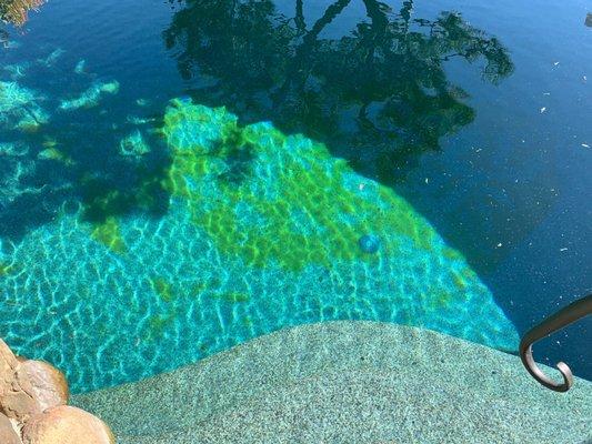 This green you see is algae on the bottom of my pool.