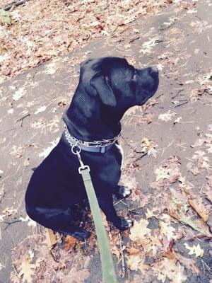 Chester loves to explore Dane Park