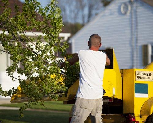 Tree removal in Anaheim