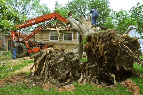 Tree Removal Is One Of Our Specialties