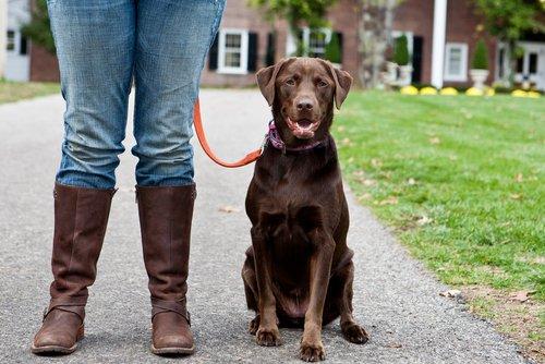 Dog Gone Good Dog Training