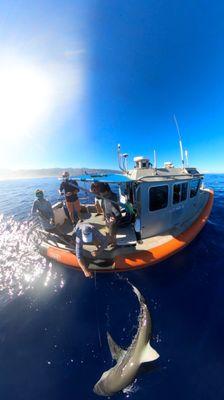 Gallapogose shark took our bait not the pelagic fish we are targeting.  It's illegal to catch sharks in Hawaii.