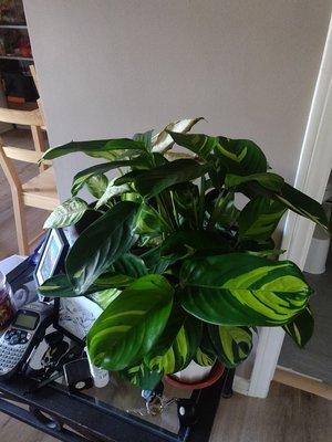 Pretty plant...$12