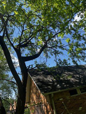 Dangerous branches above the house