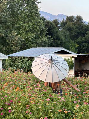 Zinnia field