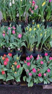 Tulips