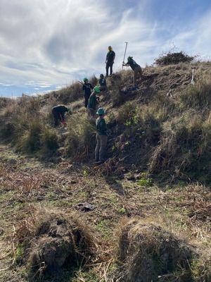 A crew works to remove invasive Himalayan blackberry at Stemple Creek west of Petaluma.