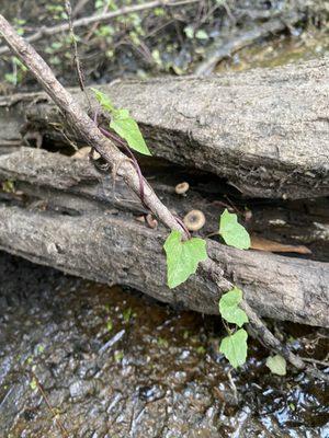 vine and mushrooms