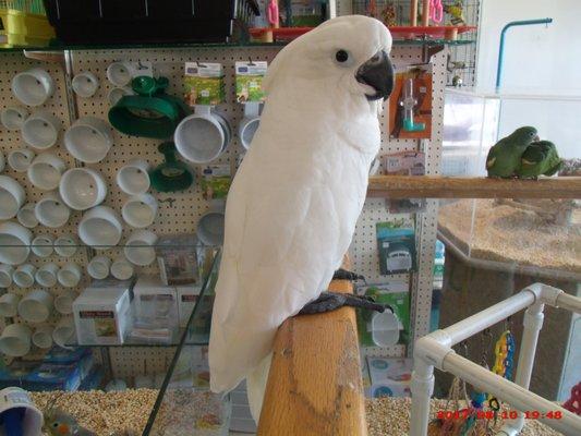 baby Umbrella Cockatoo