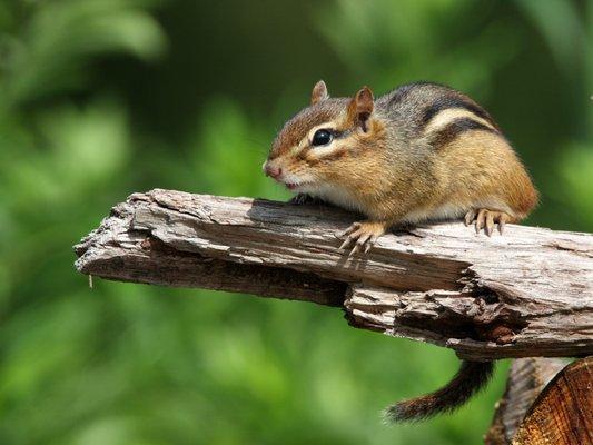 Get chipmunks out of your house before they hibernate for the winter in your structure.   Pest Proofing for Chipmunks