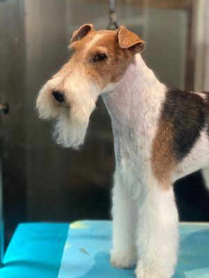 Wire Fox Terrier ( handstripping)