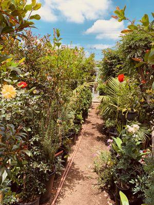 Vivero de Plantas El Charro solo se habla espanol. Estacionese solamente en la calle. Se abre a las seis de la manana sabado y domingo.