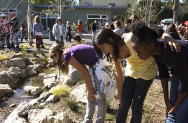 With a turtle and schools of fish, the creek is popular place to meet.