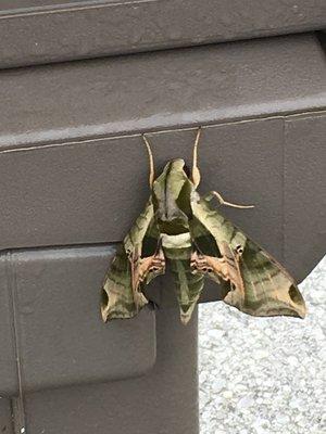 Camo Moth