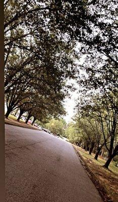 Gorgeous and peaceful , tranquil view of the entrance street .... Beautiful perception of nature's purity