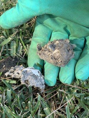 12/19/19 - Barn Owl Nesting Box occupied in Laguna Hills - Rodent remains in a pellet.