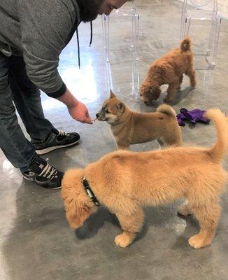 Puppy play group with Eric