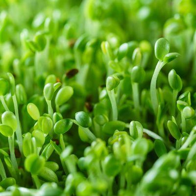 Broccoli Sprouting