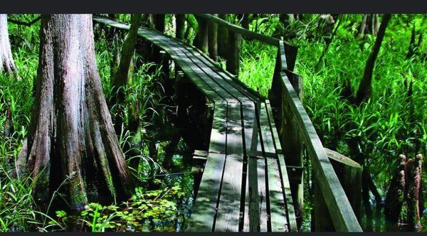 Gorgeous Highlands Hammock State Park!