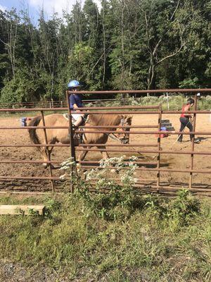 Into the Woods Equestrian Center