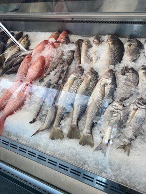 Red Snapper,croaker, white perch, lake trout, Rock fish, also Black Bass