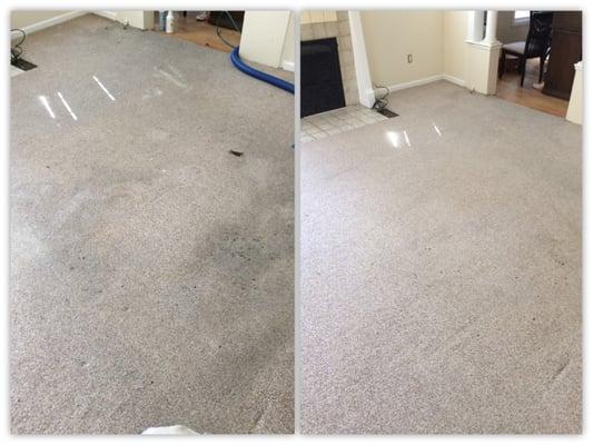 Client thought his carpet needed to be replaced without a doubt. We were able to remove majority of stains and restore to like new form!