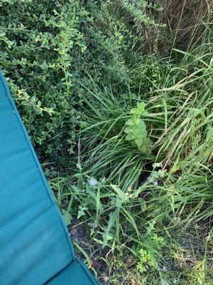 Totally unmaintained landscaping on the roof.