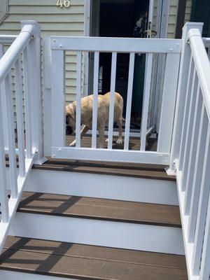 My pups enjoying the new porch and gate to keep them safe