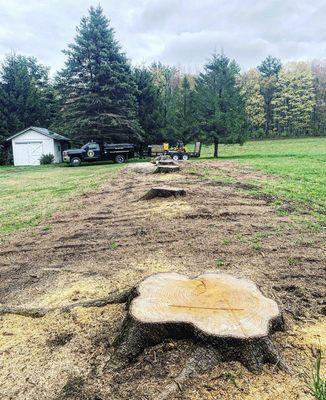 Stumps in Johnsonville NY