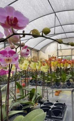 Orchids Nursery