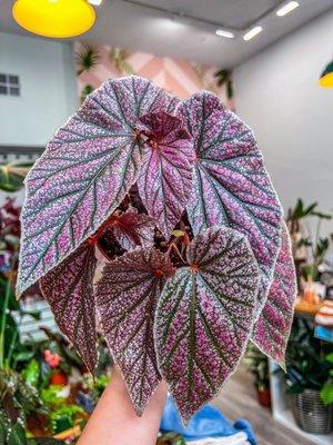 Begonia Maurice Amey