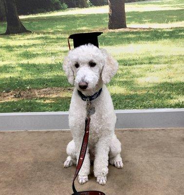 Proud graduate of Joe's class at Tualatin PetSmart