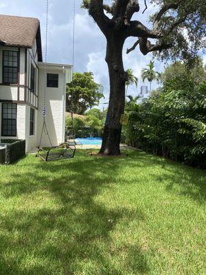 Backyard after with fishtail palms on the fence line, trimmed live oak, new grass, swing, and birdcages