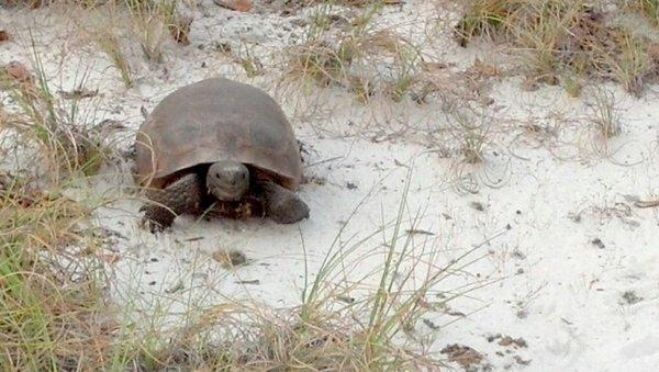 Gopher tortoise on Boca Grande