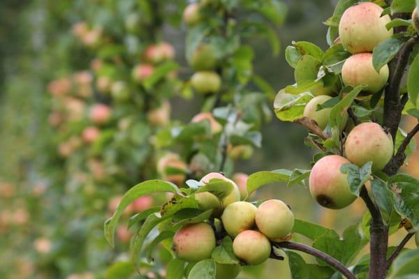 Alpenfire Cider & Orchard