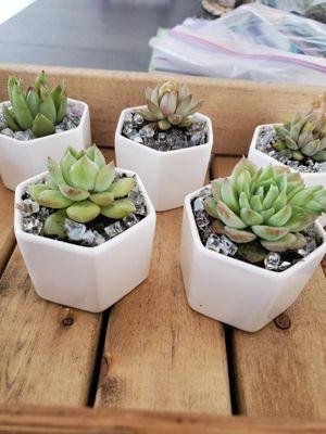 Mini succulents