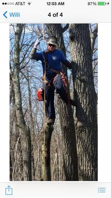 Absolute Tree Service owner Jason Trisuzzi on the job.