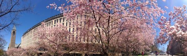 Olin library in spring