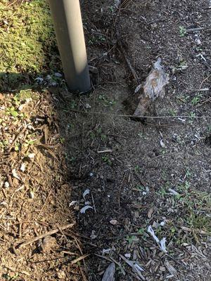 12/19/19 - Barn Owl Nesting Box occupied in Laguna Hills - Rodent bones.