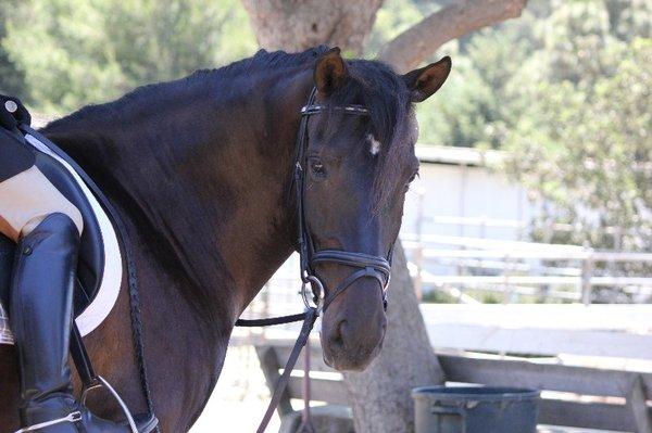 Los Osos Valley Equine Farm