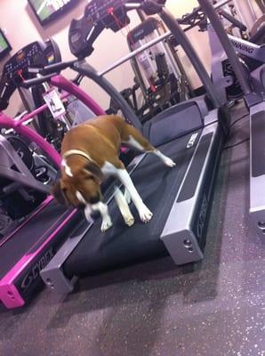 the gym's pet "Brandy", getting ready for some cardio