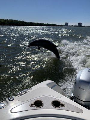 Southwest Florida Dolphin & Eco Tours