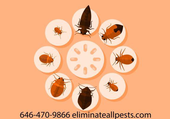 Eliminate All Pests